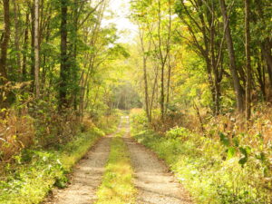札幌で雪虫大発生、初冬の札幌物語。
