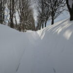 シテイキタキツネ札幌市在住