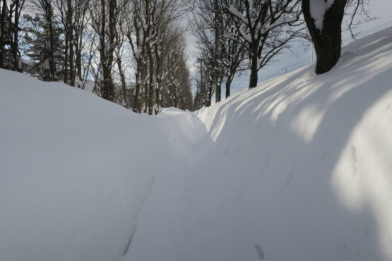 シテイキタキツネ札幌市在住