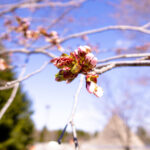 札幌モエレ沼公園の桜は５月