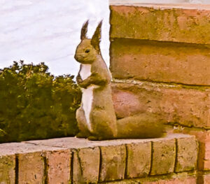 エゾエンゴサク・スプリング・エフェメラル～春の妖精